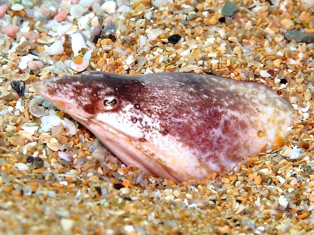 Orme di pesce misterioso sulla sabbia...(Apterichtus caecus)